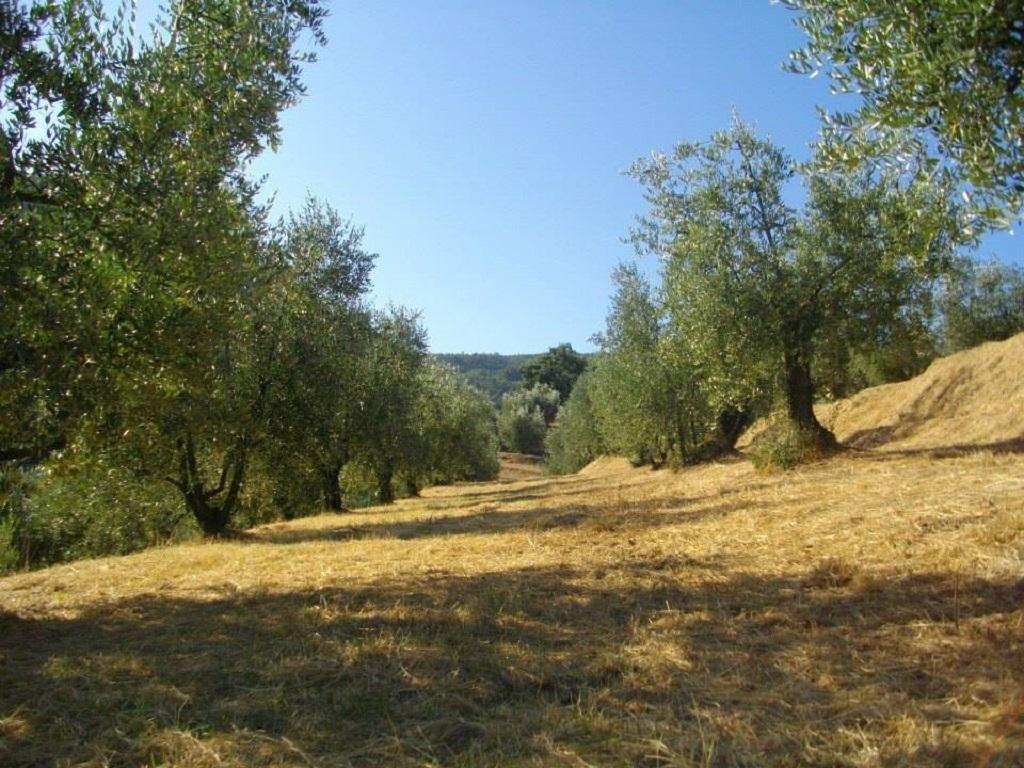Agriturismo Terrarossa 피스토이아 외부 사진