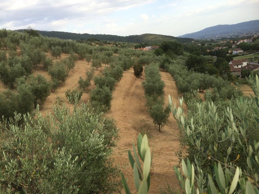 Agriturismo Terrarossa 피스토이아 외부 사진